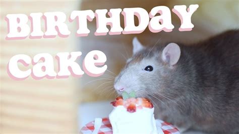 Rat Birthday Cake Recipe Birthday Cake Recipe Rats Birthday Cake