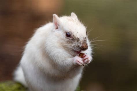 Albino Chipmunk Stock Photos Pictures And Royalty Free Images Istock