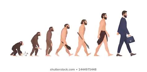 Human Evolution Stages Evolutionary Process Gradual Stock Illustration