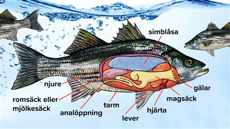 Fiskar Läromedel Till Lektion I Biologi åk 4 5 6