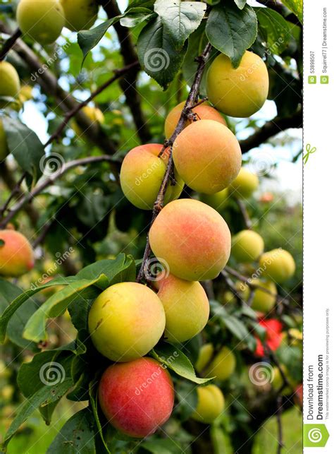 Fresh Ripening Peaches On Tree In Fruit Orchard Stock Image Image Of