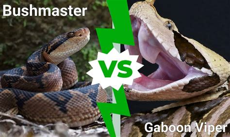 Bushmaster Vs Gaboon Viper Key Differences A Z Animals