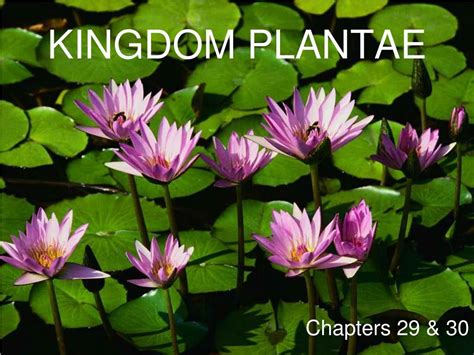 Ppt Kingdom Plantae Powerpoint Presentation Free Download Id226619