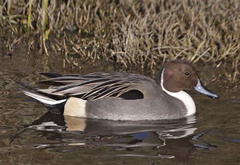 Pictures And Information On Northern Pintail