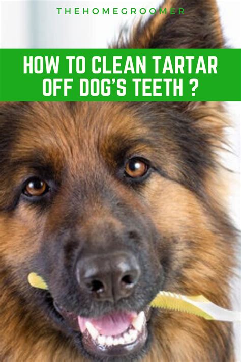 A great way to keep your dog's teeth healthy and avoid dental disease is to establish a daily oral care regime care. How to Clean Tartar Off Dog's Teeth | Glamorous Dogs in ...