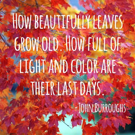 Ties Into My Journal Entry About My Love Of The Leaves Changing Colors