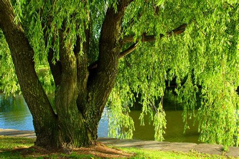 How To Grow And Care For Weeping Willows Gardeners Path