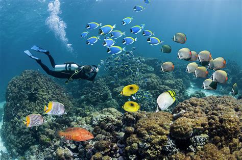 Scuba Diver Photographing Tropical Reef By Georgette Douwma