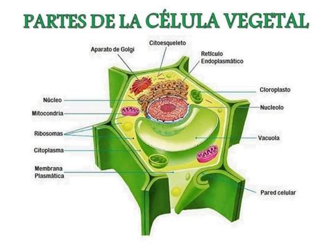 Partes De La Célula Vegetal Y Sus Funciones Ecología Hoy