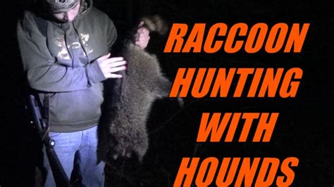 Raccoon Hunting With Hounds In Pennsylvania Youtube