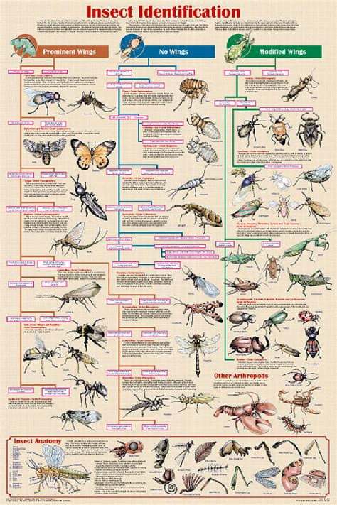 Insect Identification Chart Helps To Identify Insects