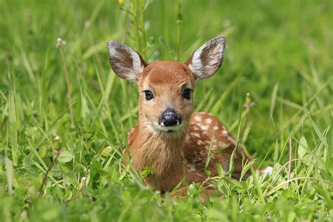 White Tailed Deer Fawn Photograph By M Watson Fine Art America