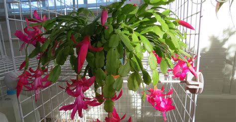 Once buds have formed, it usually takes up to 12 weeks (or less) for blooms to appear. Christmas Cactus Confusion | World of Succulents