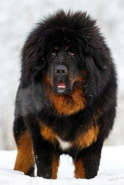 Pin By Pt Porto On Mastim Tibetano Big Dog Breeds Best Guard Dog