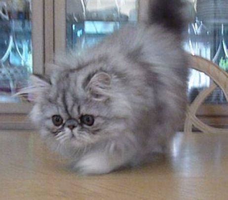 They will be ready to go to their. Adorable Purebred Persian Kittens Available for Sale in ...