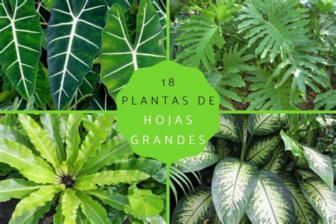 Descubre Las Plantas Gigantes Perfectas Para Tu Jardín Exterior