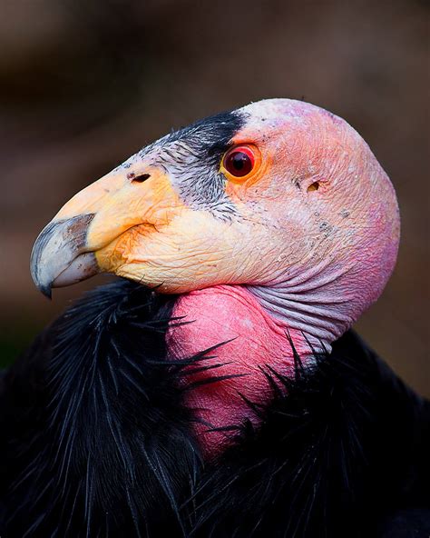 The California Condor Has A Lead Problem And Heres How We Fix It