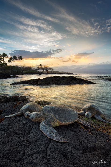 Green Sea Turtles Hawaii The Edge Explorer Fine Art Landscape Photography Gallery