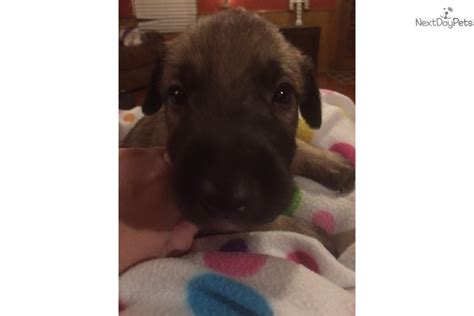 Click the small x to the right of a group's name and shelter # to report an error. Green: Irish Wolfhound puppy for sale near Dallas / Fort Worth, Texas. | ac5d5c46-abd1