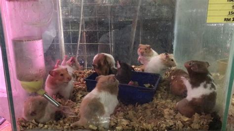 Why Syrian Hamsters Live Together In Pet Stores But Not At Your Home