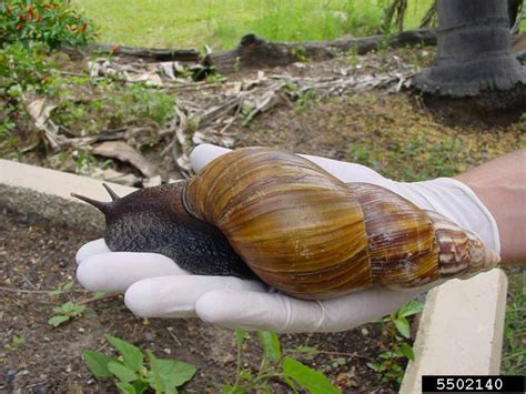 Giant African Land Snail Aphis Use Criteria To Deregulate Quarantined
