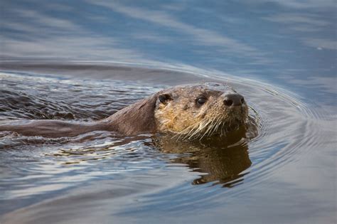 River Otter Swimming Free Stock Photo Public Domain Pictures