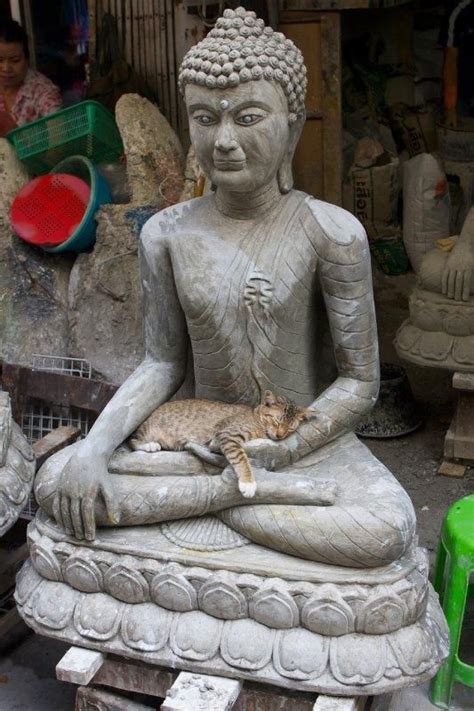 Cat Sitting On A Buddha Statues Lap Suzette Friends