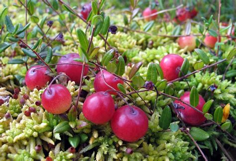 Cranberry Plant Types Choosing The Right Varieties Of Cranberry For