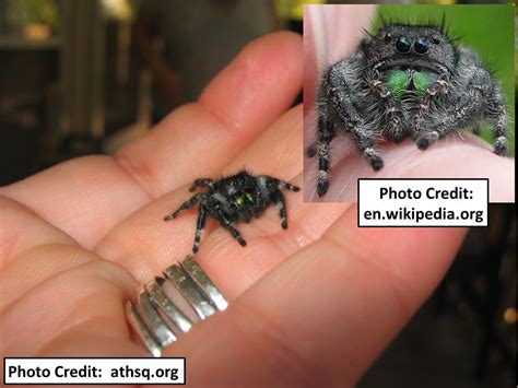 Pictures Of Black Spiders In Kansas Hogna Carolinensis Flickr