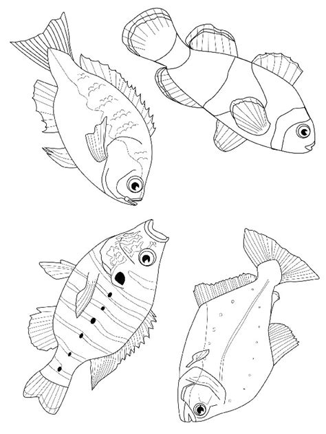 Fish coloring pages will show the picture of fish in underwater screen. Kids-n-fun.com | 41 coloring pages of Fish