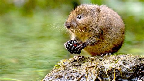 Bbc Radio 4 A Life With Series 6 Water Voles “i Think Ive