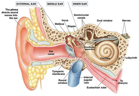 Vestibular System Anatomy Anatomy Diagram Source Gambaran