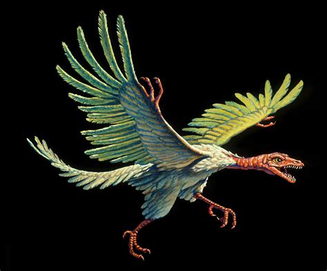 Artwork Of An Archaeopteryx The First Bird Photograph By Joe