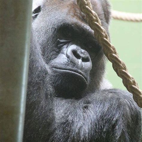 1,418 likes · 2 talking about this. Bokito 😍😍 #apes #western #gorilla #silverback #familyman # ...