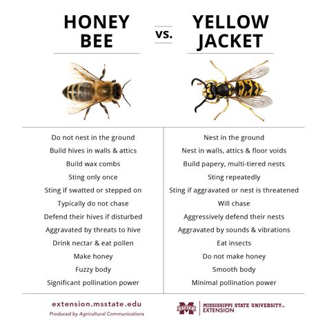 Yellow Jacket Versus Honey Bee A Battle For Survival