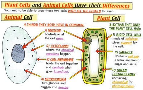 Animal Plant And Bacterial Cell Venn Diagram Anlma