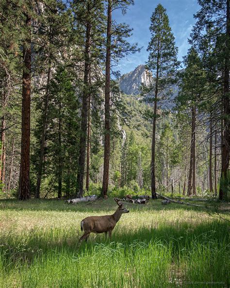 Yosemite Valley Mule Deer Photograph By Phil Abrams Pixels