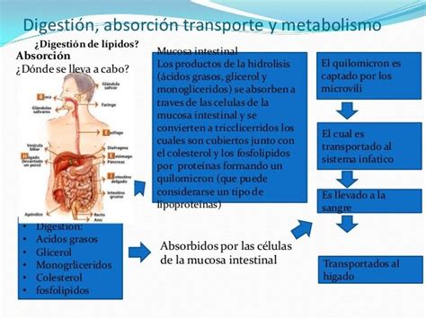 Digestión Absorción Transporte Y Metabolismo ¿digestión De Lípidos