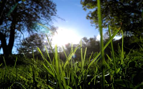 3840x2160 Resolution Selective Focus Photography Of Green Grass