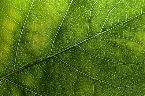 Green Leaf Texture