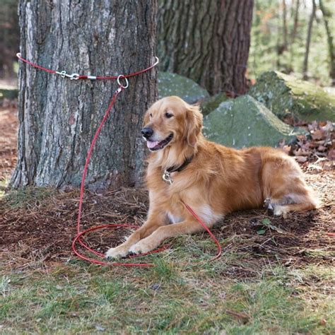 Snap Around 2 Piece Dog Tree Tie Out Tether Cable Secure System Hold Up