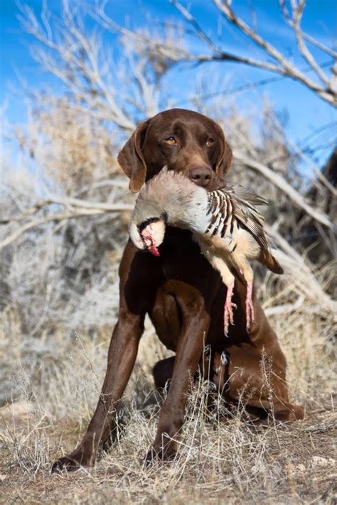 Gentleman Bobwhite Duck Hunting Dogs Animal Photography Dogs Cute