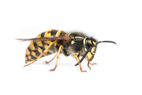 How To Deal With Wasps Prokill Uk