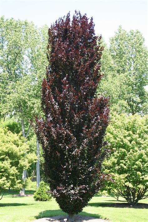 Fagus Sylvatica Dawyck Purple Burgundy Columnar Beech Tree Shrubs
