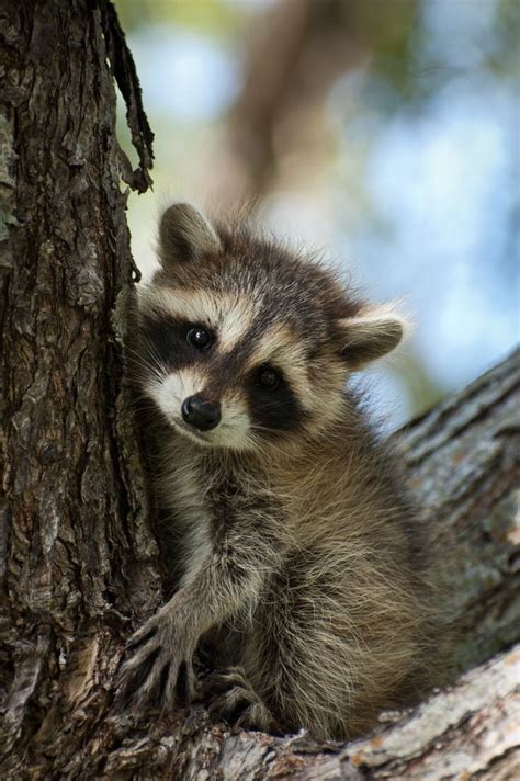 What A Cute Little Raccoon In The Smokies Cute Baby Animals Cute