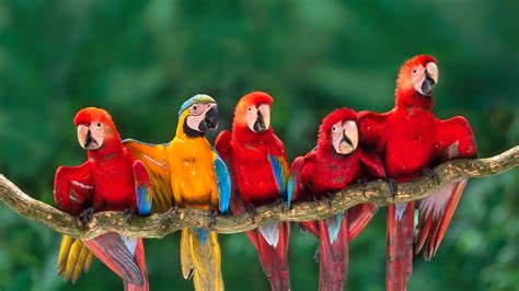 Colorful Macaws Bing Wallpaper Download