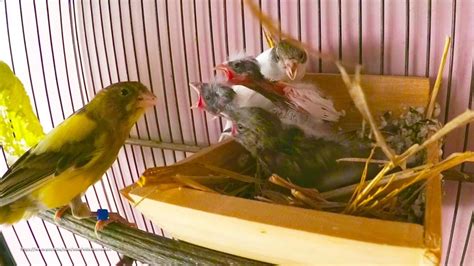 Three Baby Canaries 20 Days Old Since The First Hatch Youtube