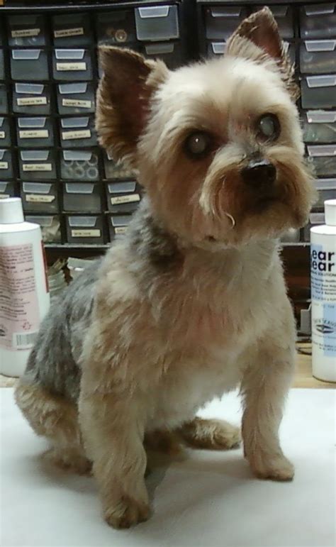 Pin On Yorkshire Terrier