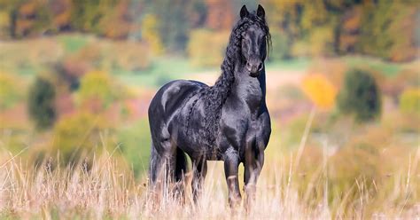 Friesian Horses Black Pearls Of Friesland