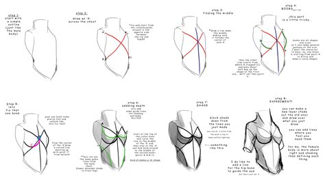 Female Chest (non-offical) by ~lwyn | Drawing tutorial, Anatomy drawing, Drawing female